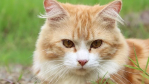 Illustration : Un chat tué par un piège à loup dans le Doubs