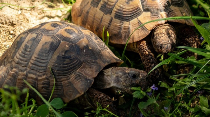 Illustration : Dans le Var, les tortues commencent à sortir prématurément de leur hibernation