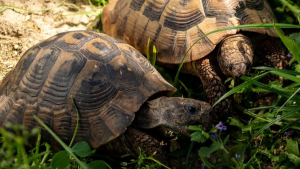 Illustration : "Dans le Var, les tortues commencent à sortir prématurément de leur hibernation"