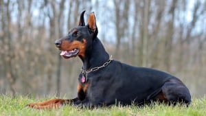 Illustration : "Une femme grièvement blessée, mordue par son propre chien dans l’Oise"