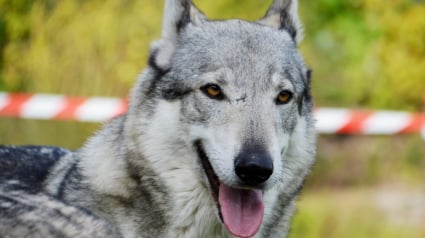 Illustration : Un chien-loup tué par arme de chasse en Seine-Maritime, sa propriétaire lance une pétition