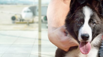 Illustration : Air France refuse un chien de soutien émotionnel en cabine, sa propriétaire assigne la compagnie en justice