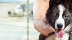 Illustration : "Air France refuse un chien de soutien émotionnel en cabine, sa propriétaire assigne la compagnie en justice"