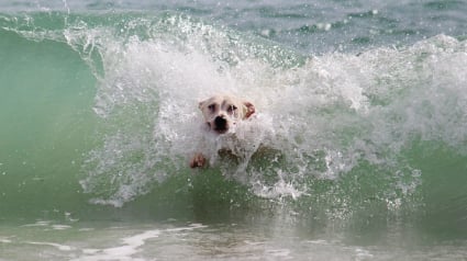 Illustration : (Vidéo) Une mère de famille plonge dans un lac gelé pour sauver un chien