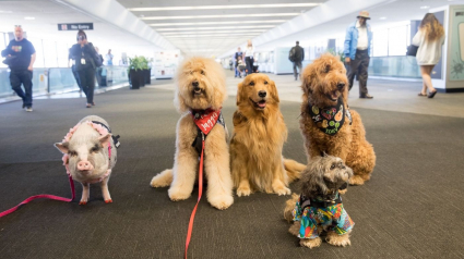 Illustration : Dans cet aéroport, pour calmer votre stress, des chiens d'assistance sont à votre disposition ! 