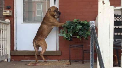 Illustration : Sauvetage d'un chien qui attendait désespérément sous le porche de sa maison que ses maîtres reviennent…