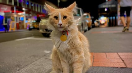 Illustration : Ce chat vit de tellement nombreuses aventures si bien qu'il est connu dans toute la Nouvelle-Zélande 