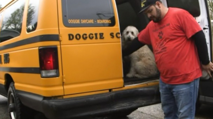 Illustration : Ce bus scolaire pour chiens est la chose la plus adorable que vous verrez aujourd’hui