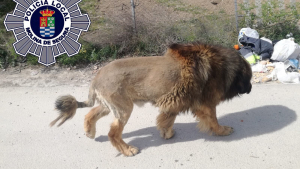 Illustration : Un chien ressemblant à un lion terrorise la ville