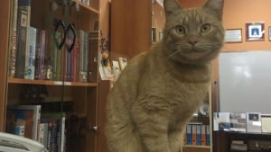 Illustration : Ce chat n’est pas que la mascotte d’une bibliothèque russe, il y travaille