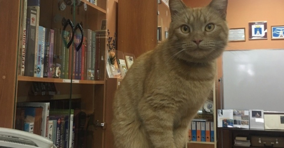 Ce Chat N Est Pas Que La Mascotte D Une Bibliotheque Russe Il Y Travaille