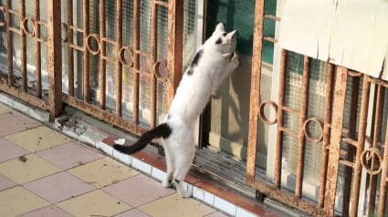 Illustration : Votre chat ne gratte pas à la porte que pour sortir ou faire ses griffes