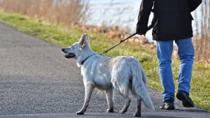 Illustration : Coronavirus : Oui, on peut sortir son chien malgré le confinement