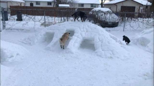 Illustration : Cet homme transforme son jardin en un paradis de tunnels pour ses chiens !