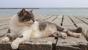 Illustration : Le bonheur de ce chat qui découvre la plage va vous irradier