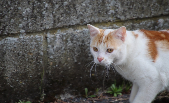 Pays de Fougères : leur chat a été pris dans un piège à renard