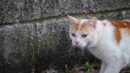 Illustration : Nevers (58) : un chat blessé par un piège à renard et d’autres mystérieusement disparus en l'espace de quelques jours