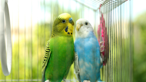 Illustration : "Nettoyer la cage de son oiseau de compagnie"