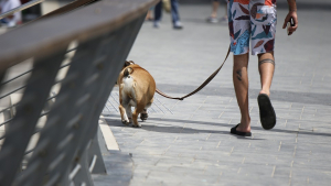 Illustration : "Une dame agressée en pleine nuit alors qu’elle promenait son chien"