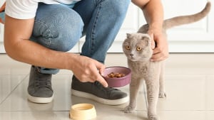 Illustration : 8 aliments à donner à son chat pour avoir un beau pelage