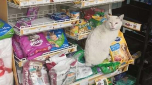 Illustration : Ce chat s’installe tous les jours devant un magasin avec un objectif : recevoir un cadeau !