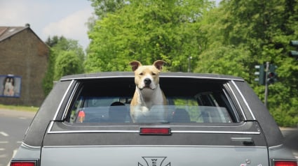 Illustration : Un chien arrêté au volant d’une voiture, son maître, drogué, lui apprenait à conduire