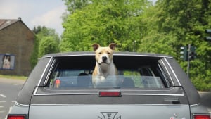 Illustration : Un chien arrêté au volant d’une voiture, son maître, drogué, lui apprenait à conduire