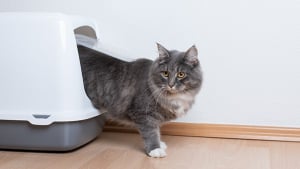 Illustration : "7 astuces pour cacher la litière de votre chat"