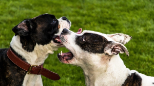 Illustration : Prison ferme pour l’homme qui avait abattu ses 2 chiens à Toulouse