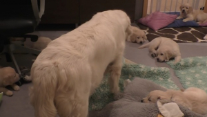 Illustration : "Cette maman chien apprend la patience et la discipline à ses chiots (vidéo)"