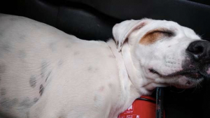 Illustration : Un chien perdu saute dans une voiture pour y faire la sieste et finit par rejoindre sa famille !