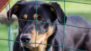 Illustration : Lettre ouverte au Président de la République pour la reprise des adoptions d’animaux