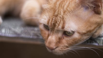 Illustration : Des chiens et chats laissés seuls dans les logements abandonnés par leurs propriétaires, confinés ailleurs