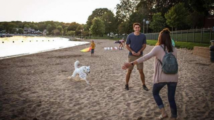 Illustration : Alors qu'il devait aider son maître à faire sa demande ce chien perd son objectif de vue ! 