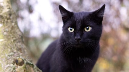 Illustration : Un chat blessé par arme de chasse à Sommières, d’autres animaux ciblés ces dernières semaines dans la commune