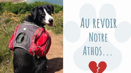 Illustration : Muriel Robin en deuil après la disparition de son chien Athos