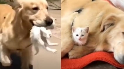 Illustration : Ce chien a découvert un chaton mal en point et l’a emmené chez lui pour qu’il soit soigné