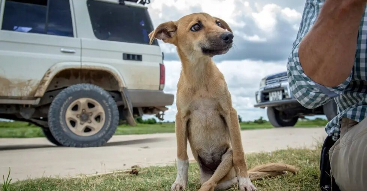 Paralyse Du Train Arriere Un Chiot S Est Traine Pour Trouver De L Aide