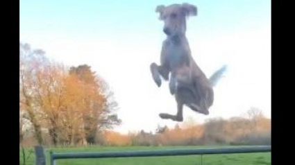 Illustration : Ce chien se transforme en hélicoptère quand il doit sauter par dessus une barrière ! (vidéo)