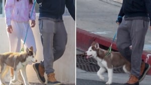 Illustration : Leonardo DiCaprio se plie au confinement et promène son chien dans les rues de Los Angeles