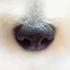 Illustration : Des chiens détecteurs de coronavirus en France ? Des essais seront menés très prochainement