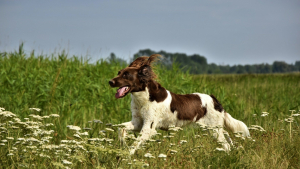 Illustration : "Un virus dangereux pour le chien et transmis par le sanglier détecté dans l’Allier"