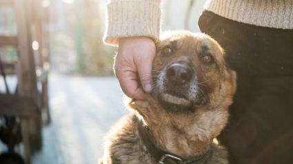 Illustration : La France se lance dans les essais de dépistage du Covid-19 par le biais des chiens