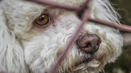 Illustration : Jusqu’à 5 ans de prison pour les auteurs d’actes de cruauté animale en Angleterre