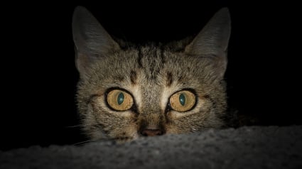 Illustration : Pourquoi les yeux des chats brillent-ils la nuit ?