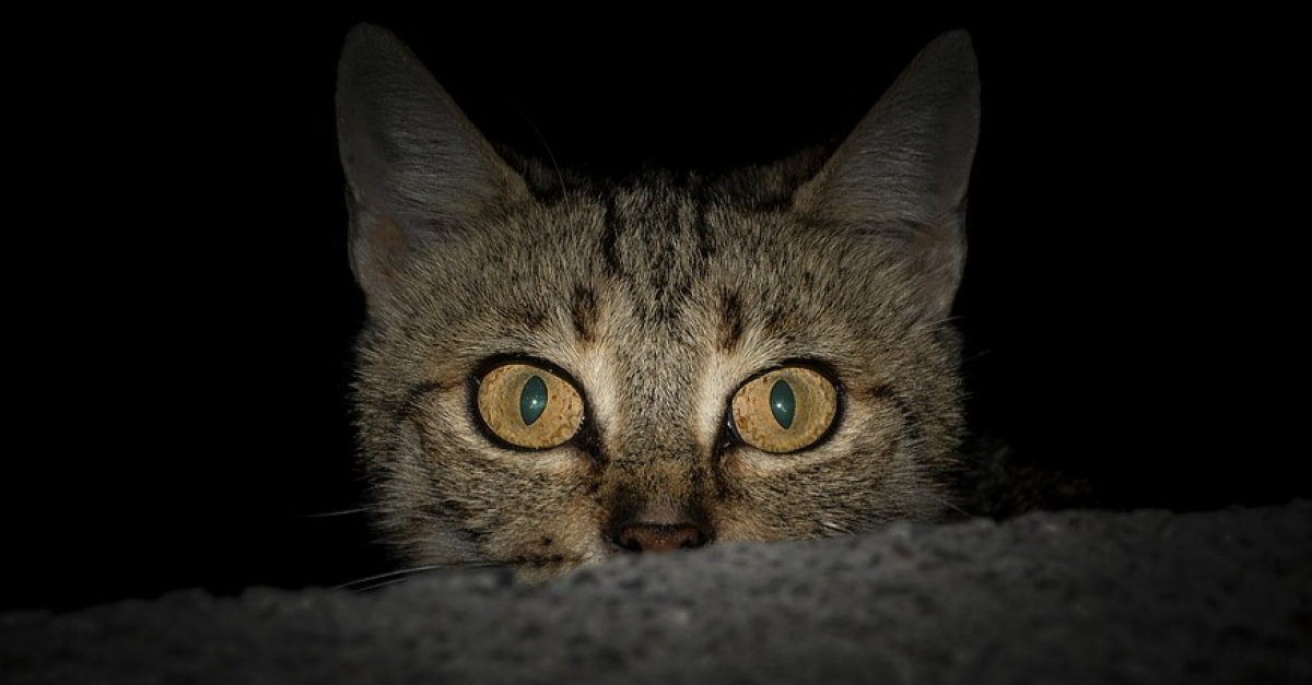 Pourquoi les yeux des chats brillentils la nuit