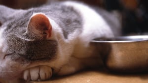 Illustration : 8 raisons possibles expliquant la perte d'appétit du chat