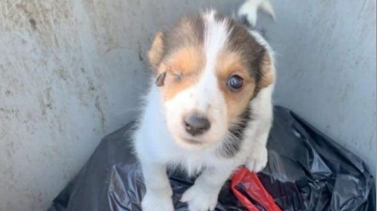 Illustration : Un chiot blessé découvert dans les poubelles, son propriétaire identifié et poursuivi