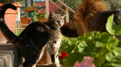 Illustration : Chiens et chats victimes d’actes malveillants à Saint-Jory (31), où la préoccupation monte