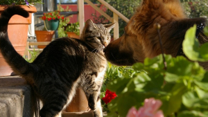 Illustration : Chiens et chats victimes d’actes malveillants à Saint-Jory (31), où la préoccupation monte